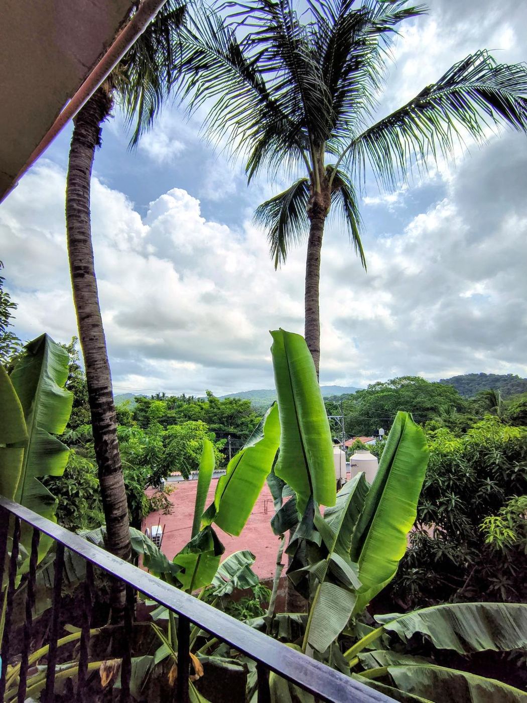 Palm trunks and banana leaves from the balcony at Casita Sol